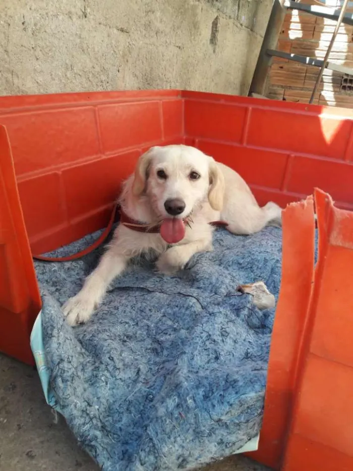 Cachorro ra a Srd  idade 2 anos nome Princesa