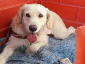 Cachorro raça Srd  idade 2 anos nome Princesa