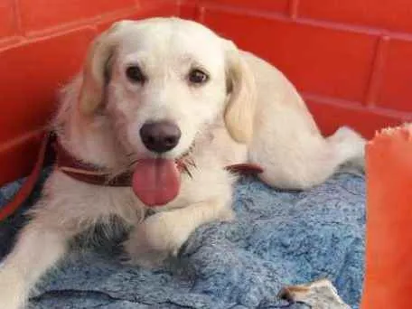 Cachorro ra a Srd  idade 2 anos nome Princesa