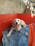 Princesa