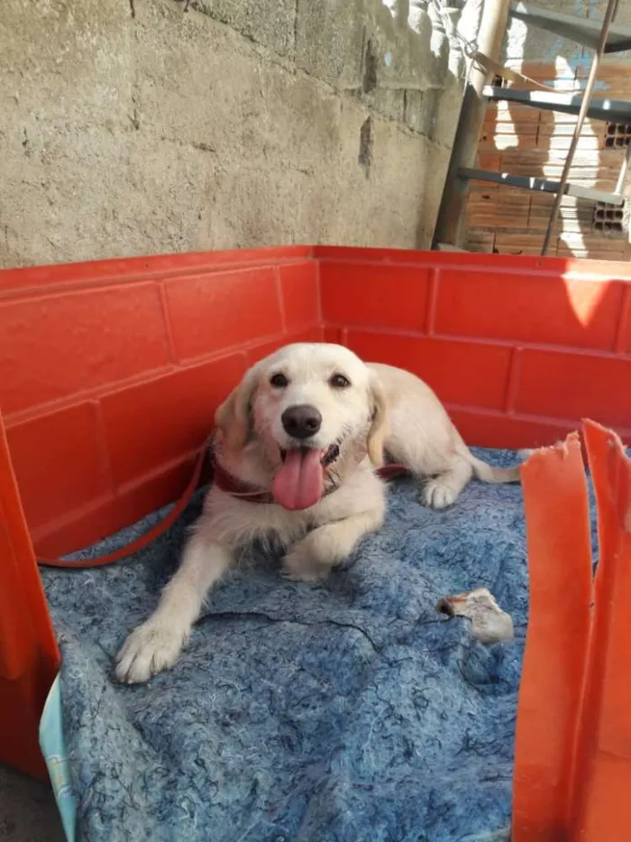 Cachorro ra a Srd  idade 2 anos nome Princesa
