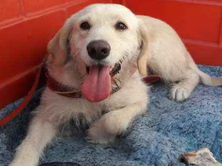 Cachorro ra a Srd  idade 2 anos nome Princesa