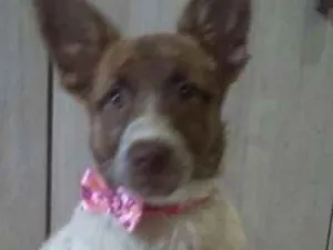 Cachorro raça  idade 2 a 6 meses nome Bella