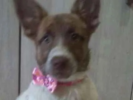 Cachorro ra a  idade 2 a 6 meses nome Bella