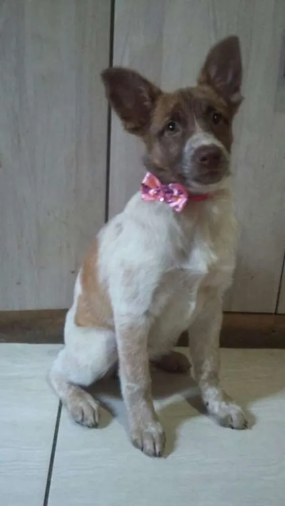 Cachorro ra a  idade 2 a 6 meses nome Bella