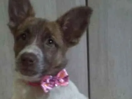 Cachorro ra a  idade 2 a 6 meses nome Bella