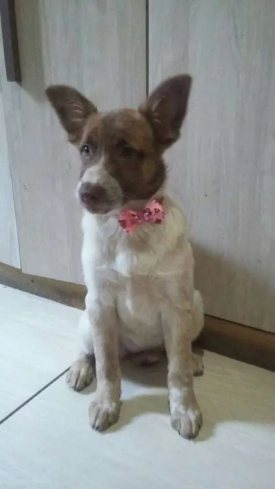 Cachorro ra a  idade 2 a 6 meses nome Bella