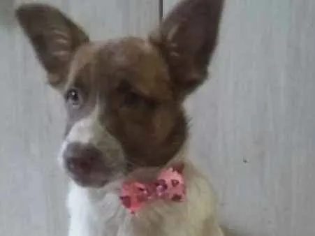 Cachorro ra a  idade 2 a 6 meses nome Bella