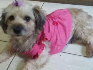 Cachorro raça  idade 3 anos nome Belinha