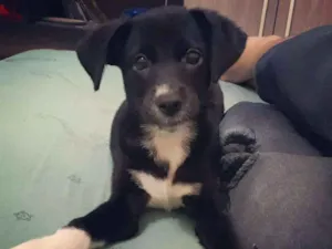 Cachorro raça sem raça definida idade 2 a 6 meses nome linguiça