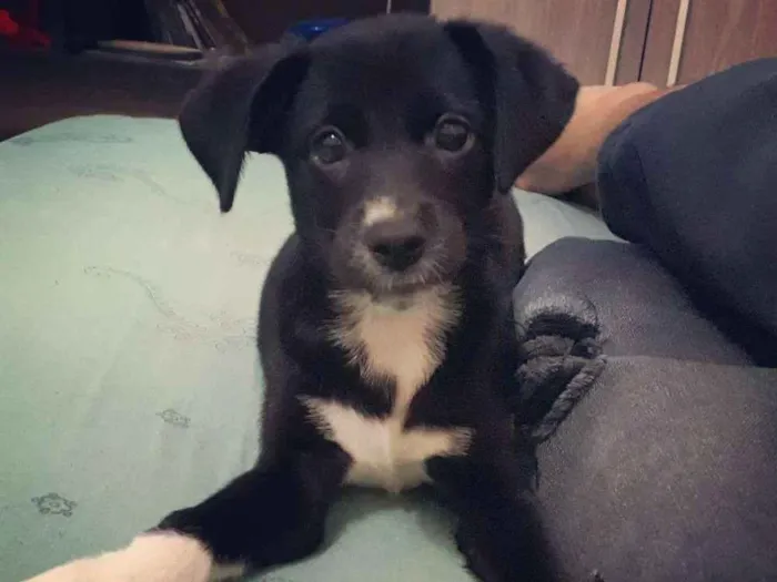 Cachorro ra a sem raça definida idade 2 a 6 meses nome linguiça