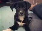 Cachorro raça sem raça definida idade 2 a 6 meses nome linguiça