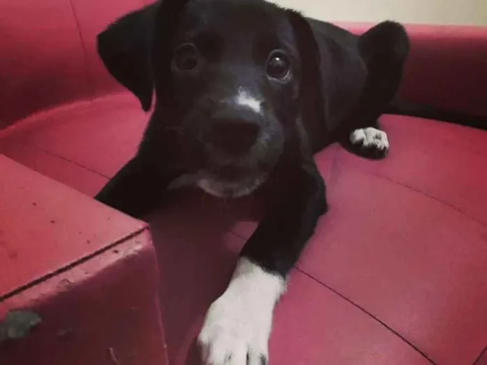 Cachorro ra a sem raça definida idade 2 a 6 meses nome linguiça