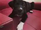 Cachorro raça sem raça definida idade 2 a 6 meses nome linguiça