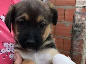Cachorro raça srd idade Abaixo de 2 meses nome FILHOTES