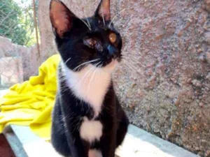 Gato raça srd idade 2 a 6 meses nome Mari 