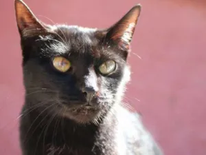 Gato raça srd idade 1 ano nome Puma