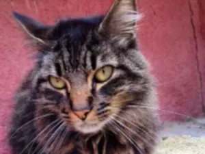 Gato raça persa mestiça idade 4 anos nome Nina