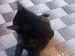 Gato raça VIRALATA idade 1 ano nome SOL
