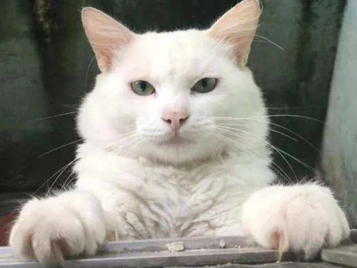 Gato ra a  Maine Coons  idade 2 anos nome OAMELIE