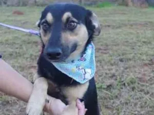 Cachorro raça SRD idade 1 ano nome Júlio