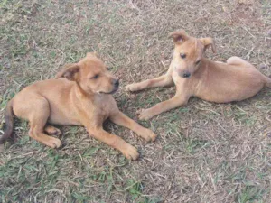Cachorro raça Vira lata idade 2 a 6 meses nome Toddy e Nescau
