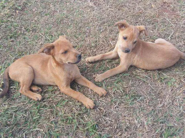Cachorro ra a Vira lata idade 2 a 6 meses nome Toddy e Nescau