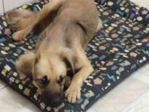 Cachorro raça  idade 2 a 6 meses nome Não sei