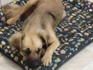 Cachorro raça  idade 2 a 6 meses nome Não sei