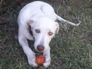 Cachorro raça Labrador com Pitt bull idade 7 a 11 meses nome Logan