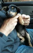 Lilico
