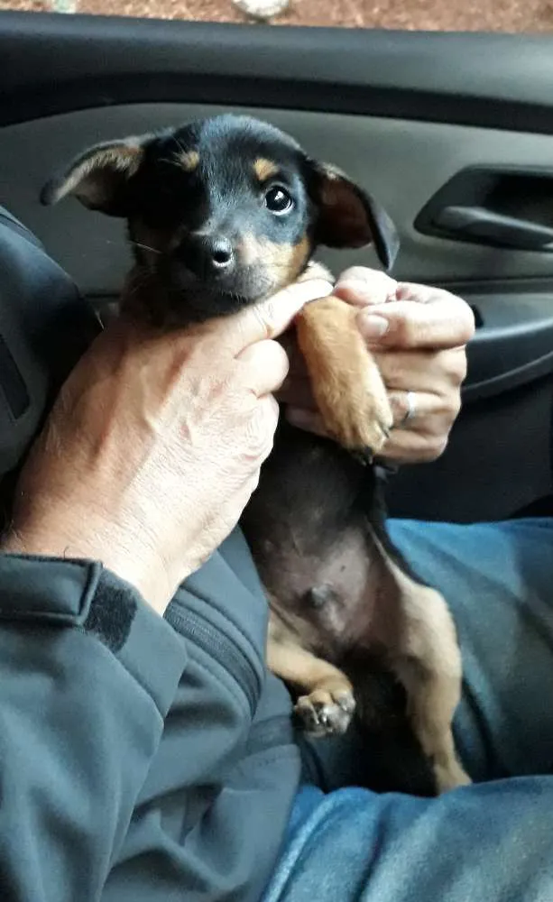 Cachorro ra a SRD idade Abaixo de 2 meses nome Lilico