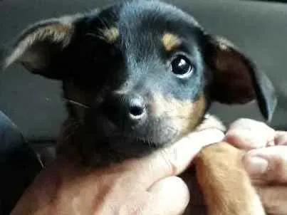 Cachorro ra a SRD idade Abaixo de 2 meses nome Lilico