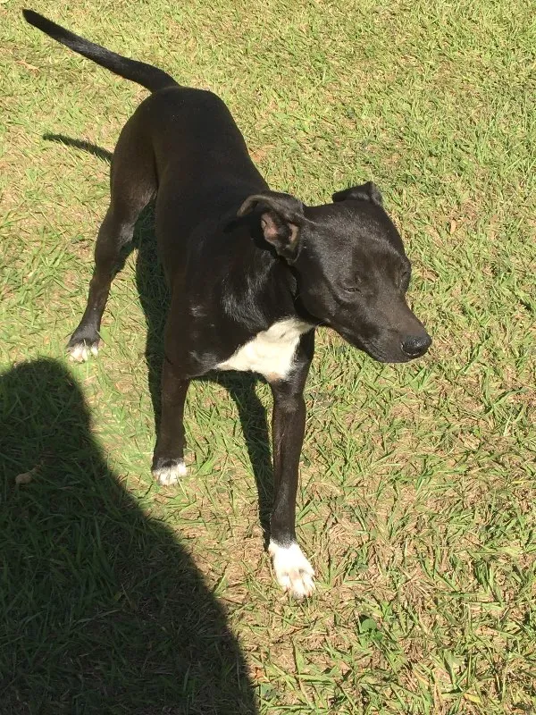 Cachorro ra a SRD idade 1 ano nome SEM NOME