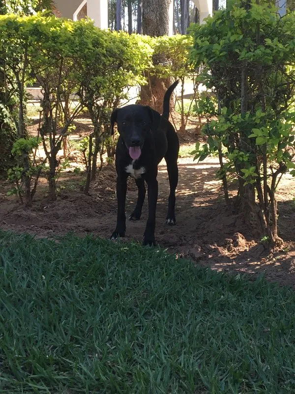 Cachorro ra a SRD idade 1 ano nome SEM NOME