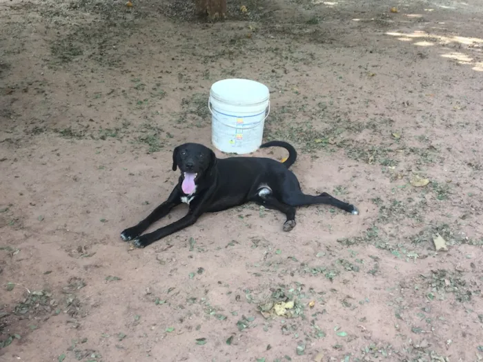 Cachorro ra a SRD idade 1 ano nome SEM NOME