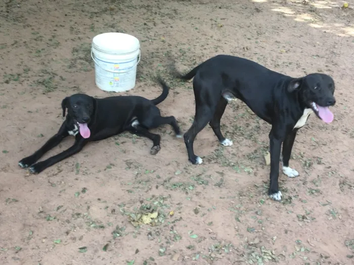 Cachorro ra a SRD idade 1 ano nome SEM NOME