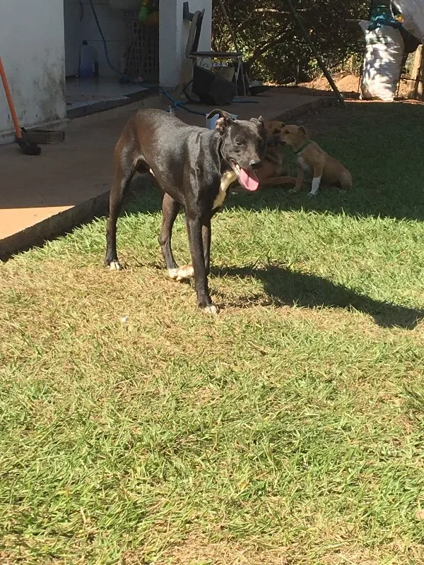 Cachorro ra a SRD idade 1 ano nome SEM NOME