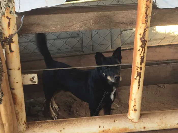 Cachorro ra a SRD idade 1 ano nome SEM NOME