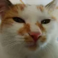 Siggy