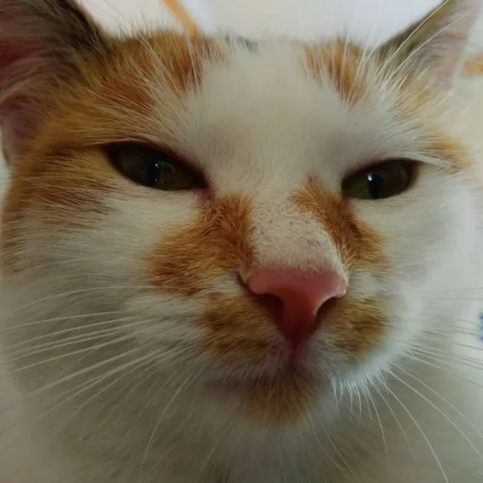 Gato ra a Tricolor idade 7 a 11 meses nome Siggy