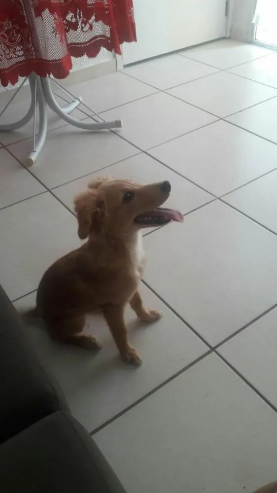 Cachorro ra a POODLE COM VIRA LATA idade 2 a 6 meses nome Maya