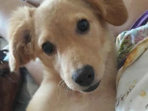 Cachorro ra a POODLE COM VIRA LATA idade 2 a 6 meses nome Maya
