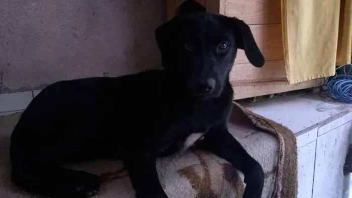 Cachorro ra a SRD idade 7 a 11 meses nome Lilica