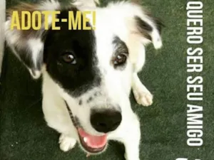 Cachorro raça Srd idade 7 a 11 meses nome Ceará