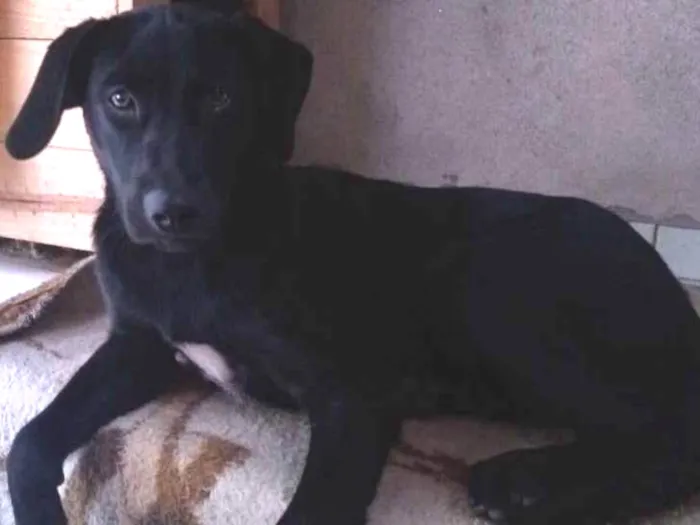 Cachorro ra a SRD idade 7 a 11 meses nome Lilica
