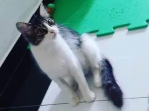 Gato raça Sem raça  idade 1 ano nome Meredith 