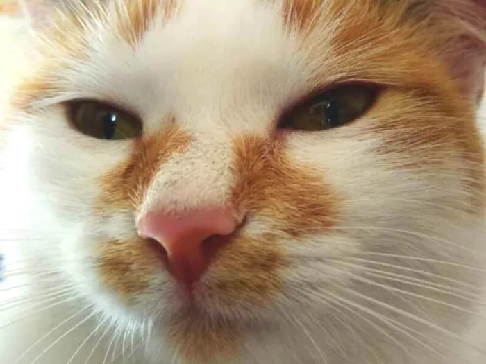 Gato ra a Tricolor idade 7 a 11 meses nome Siggy