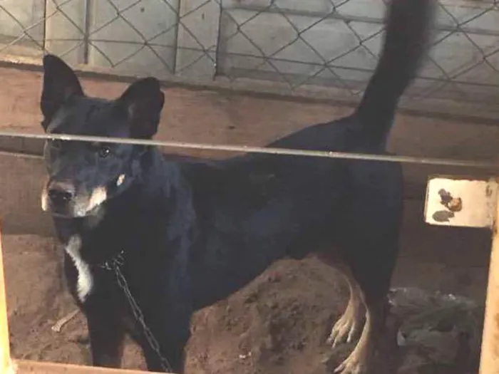 Cachorro ra a SRD idade 1 ano nome SEM NOME