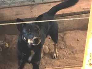 Cachorro raça SRD idade 1 ano nome SEM NOME